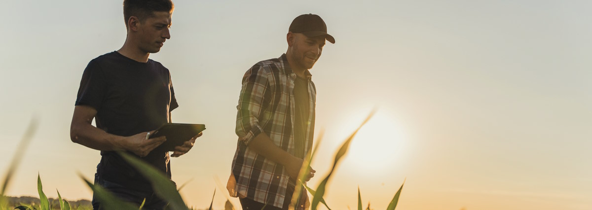 Farmers working in a sunny field