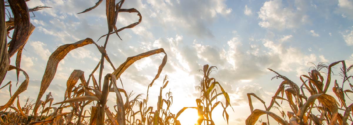 Drought impact, Crops dead on summer cause of heat of extreme weather