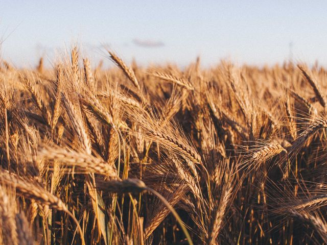 Spighe di grano