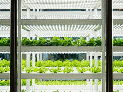 Agrifood Report in UAE